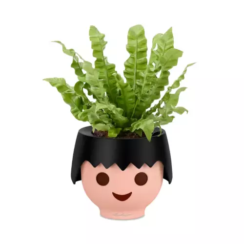 Asplenium w czarnej doniczce OJO