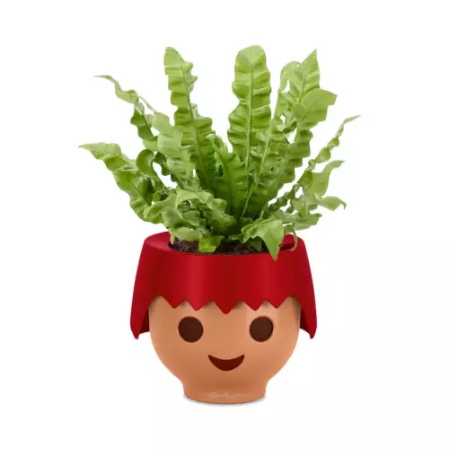 Asplenium w czerwonej doniczce OJO