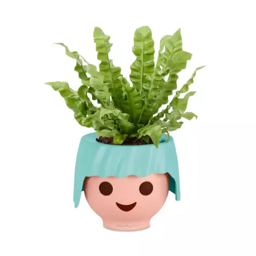 Asplenium w turkusowej doniczce OJO
