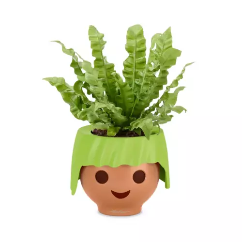 Asplenium w turkusowej doniczce OJO