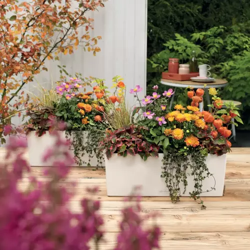 Doniczka Lechuza Balconera Color 40 na taras