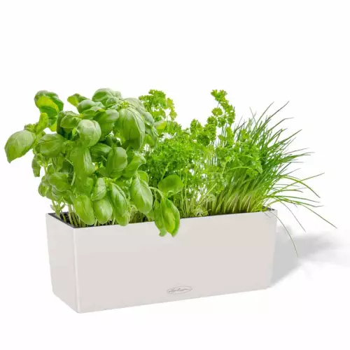 Doniczka Lechuza BALCONERA Color 50 jasny szary z ziołami