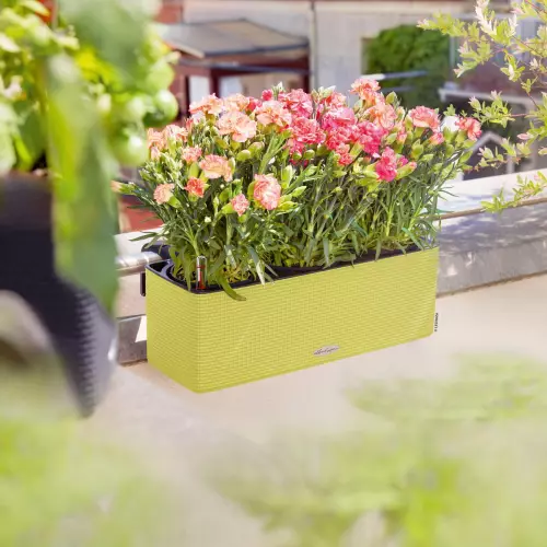 Limonkowa doniczka BALCONISSIMA z goździkami