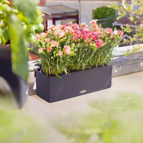 Szara doniczka BALCONISSIMA z goździkami