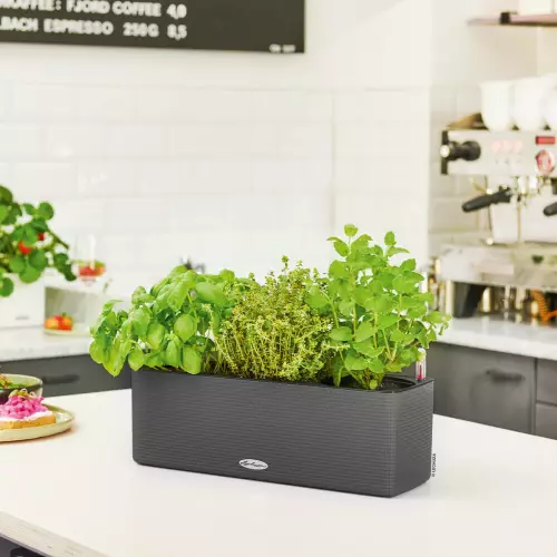 Szara doniczka BALCONISSIMA z ziołami