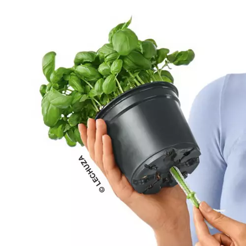 Specjalny knot (3 szt.) do doniczki produkcyjnej - w zestawie