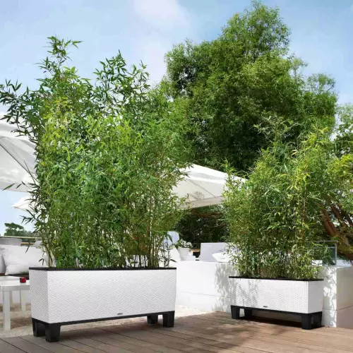 Bambusy w białych donicach Trio Cottage na tarasie