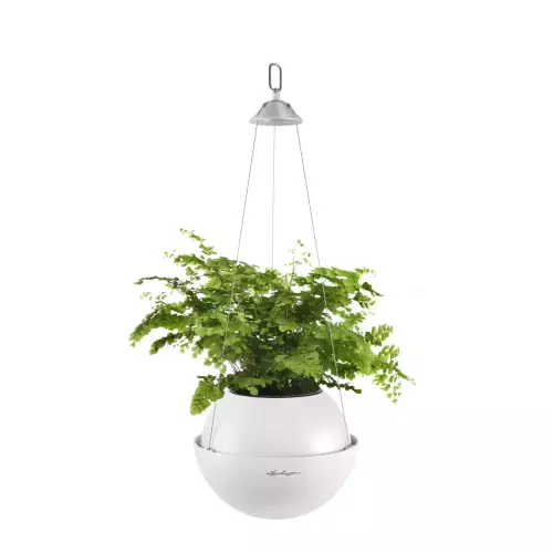 Paprotka w białej doniczce Lechuza BOLA Color 23