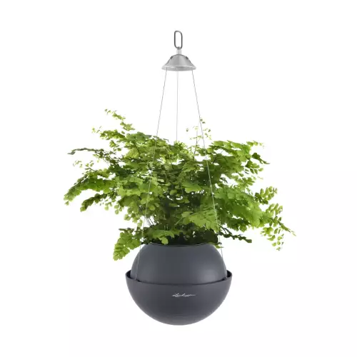 Paprotka w szarej doniczce Lechuza BOLA Color 23