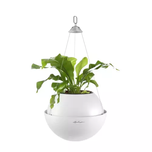 Języcznik w białej doniczce Lechuza BOLA Color 32