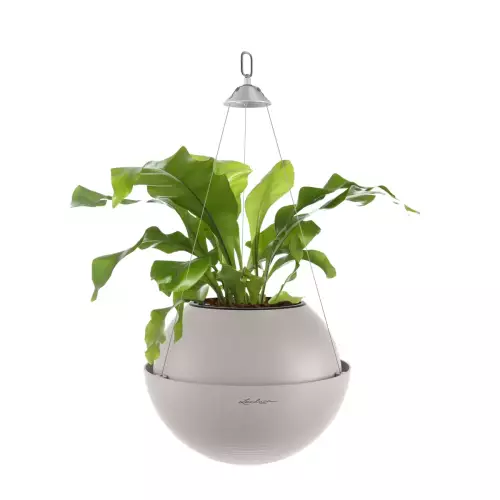 Języcznik w doniczce z piaskowego brązu Lechuza BOLA Color 32