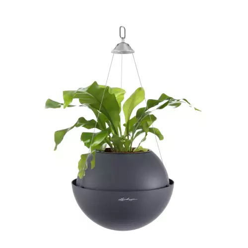 Języcznik w doniczce szarej Lechuza BOLA Color 32