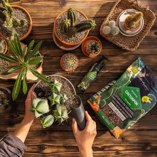 Dedykowane dla kaktusów podłoże Lechuza CACTUSPON