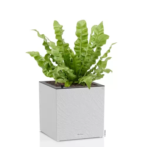 Jasnoszara donica Lechuza CANTO Slatestone Kostka 30