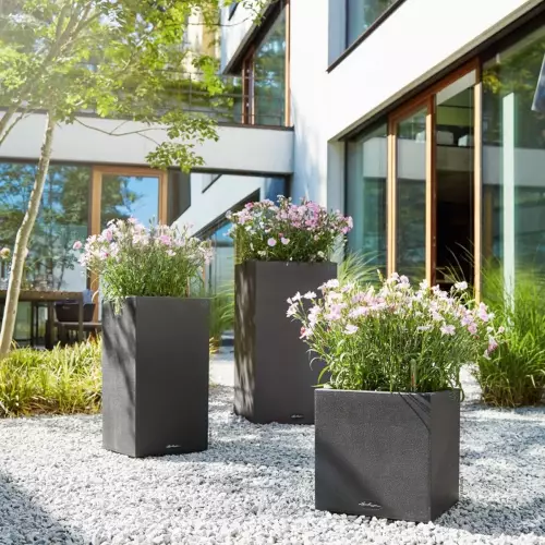 Donice Canto Stonei Gożdzik ogrodowy