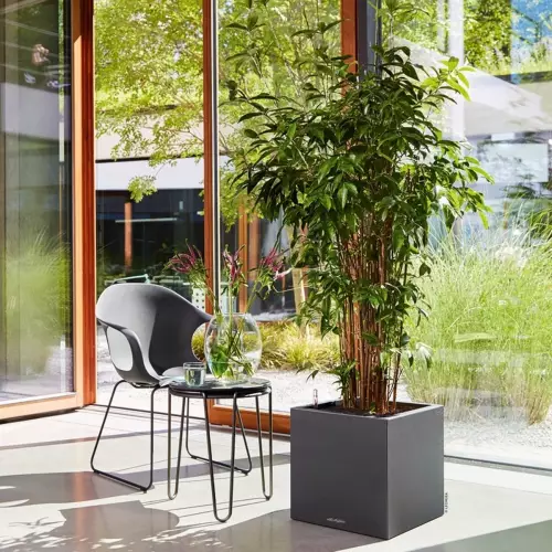 Donica Canto Stone w kolorze grafitowym i Dracena surculosa