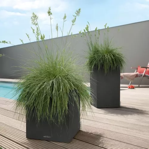 Donice Canto Color i trawy na basenie