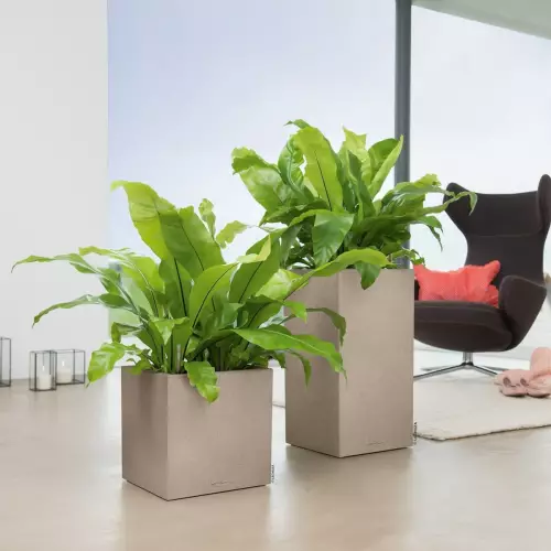 Donice Lechuza Canto Stone w kolorze piaskowy beż w salonie