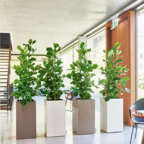 Donice CANTO Premium Kolumna praz Clusea (Clusia)