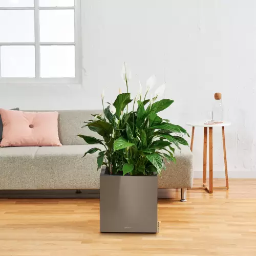 Donica CANTO Premium Kostka w kolorze taupe i skrzydłokwiat