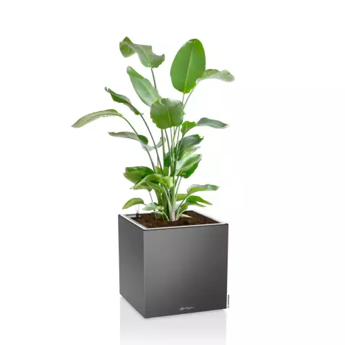 Strelicja w antracytowej donicy Lechuza Canto Premium 40