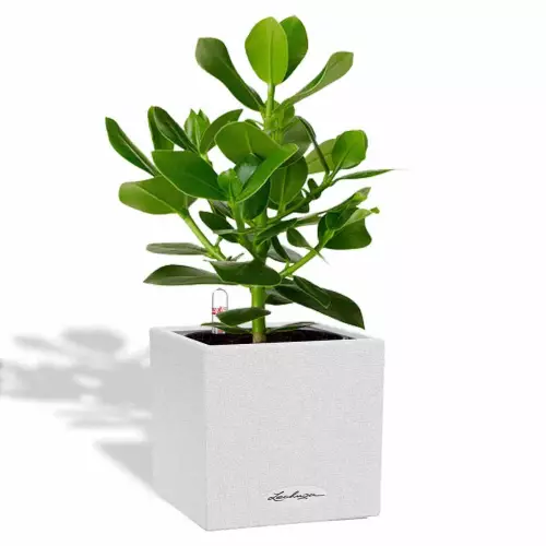 Donica Lechuza Canto Stone 14 w kolorze biały kwarcowy z clusią