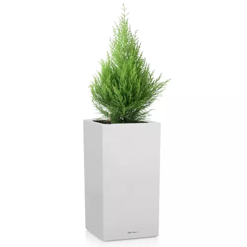 Cyprys w białej donicy kolumna Lechuza Canto Stone 30