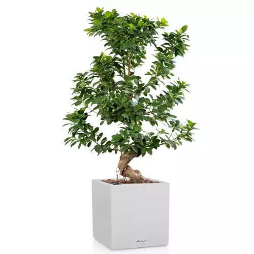 Szeflera w białej donicy kostka Lechuza Canto Stone 30