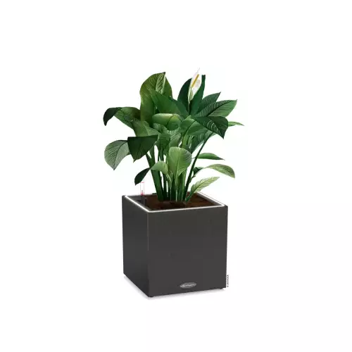 Skrzydłokwiat w czarnej donicy kostka Lechuza CANTOStone 30 LED
