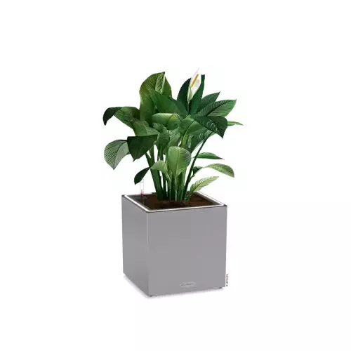 Skrzydłokwiat w szarej donicy kostka Lechuza CANTO Stone 30 LED