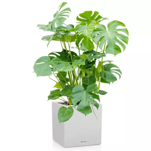 Monstera w białej donicy kostka Lechuza Canto Stone 40