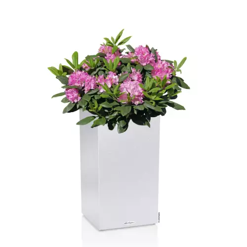 Różanecznik w białej donicy kolumna Lechuza Canto Stone 40 LED