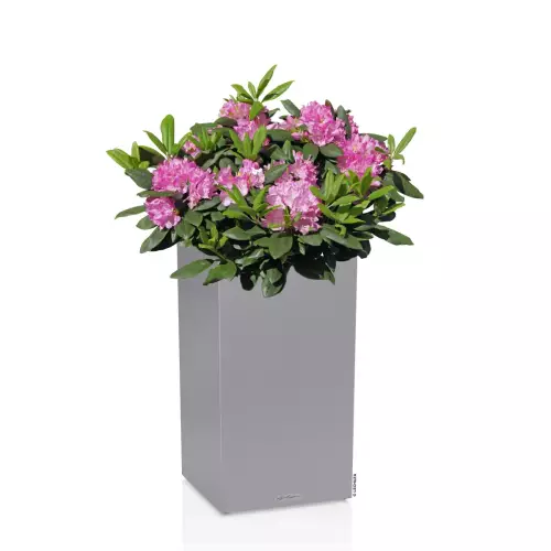 Różanecznik w szarejdonicy Lechuza Canto Stone kolumna 40 LED