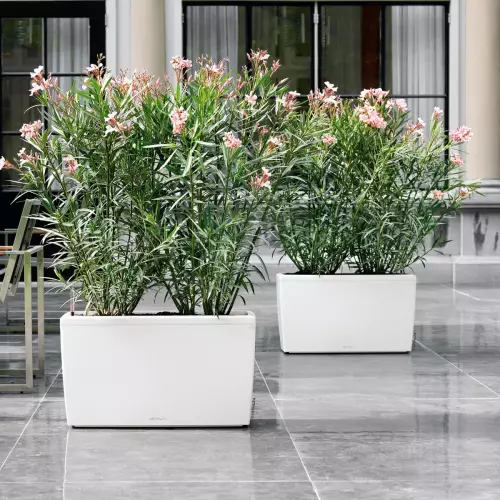 Różaneczniki w białych donicach Cararo na tarasie