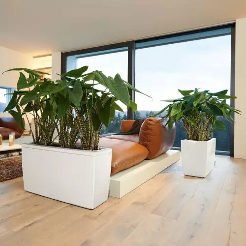 Alokazja w białej donice Cararo w domowym zaciszu