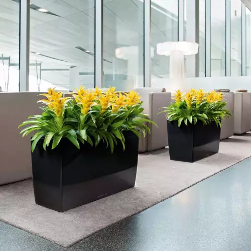 Guzmania w czarnej donicy Cararo w części wypoczynkowej biura