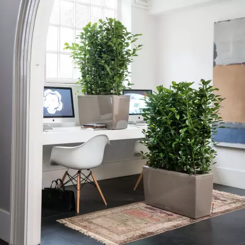 Donice Cararo w kolorze taupe w domowym biurze