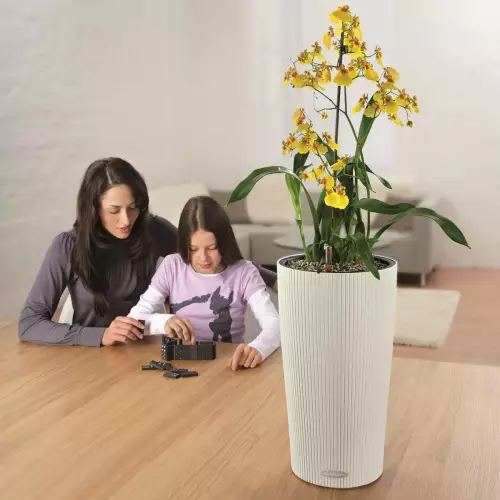 Storczyk w białej donicy Lechuza Cilindro w kolorze białym