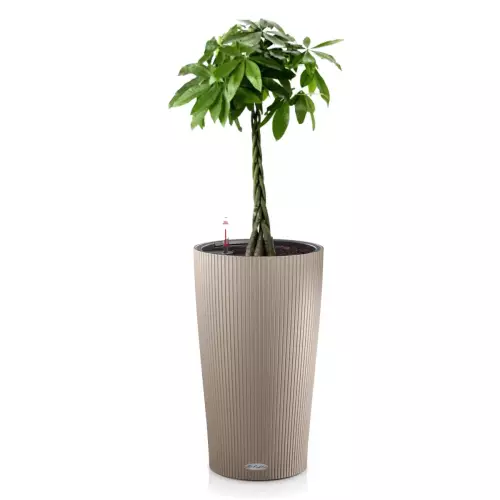 Pachira w brązowej donicy Lechuza Cilindro 23