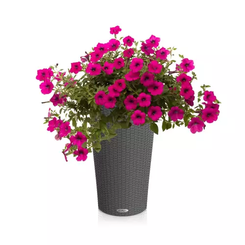 Donica Lechuza Cilindro w kolorze granitowym z petunią