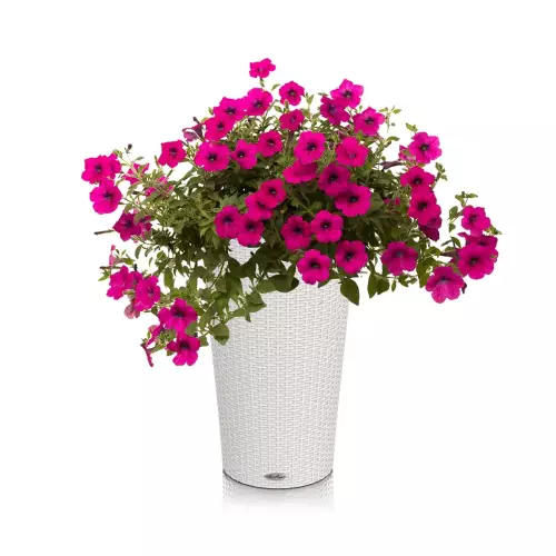 Donica Lechuza Cilindro w kolorze jasnej szarości z petunią