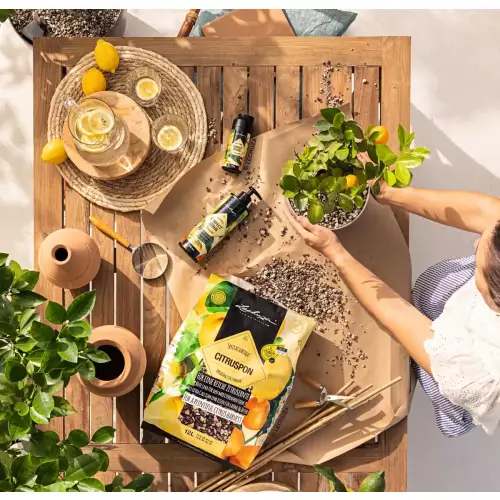 Nawóz w granulkach Lechuza Perfect Citrus 150 g