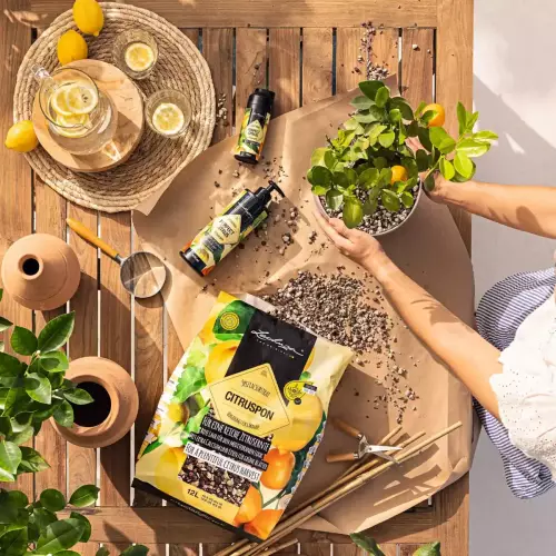 Profesjonalne podłoże do cytrusów Lechuza CITRUSPON