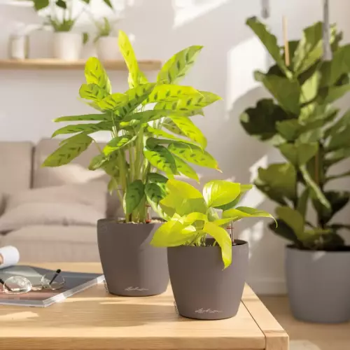 Doniczki Classico Color 14 i Classico Color 12 w kolorze muszkatołowy brąz