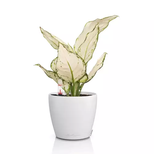 Biała doniczka LECHUZA Classico Color 12