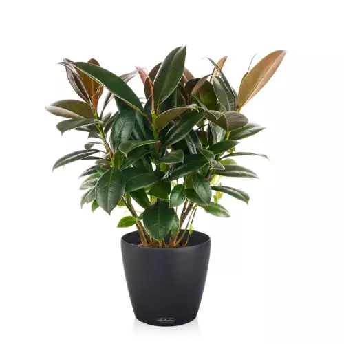 Ciemnoszara doniczka Classico Color 21