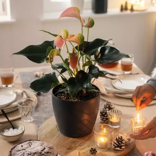 Doniczka Classico Color 12 szary łupek