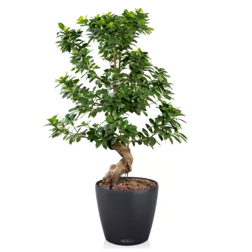 Ciemnoszara doniczka CLASSICO Color 28/26