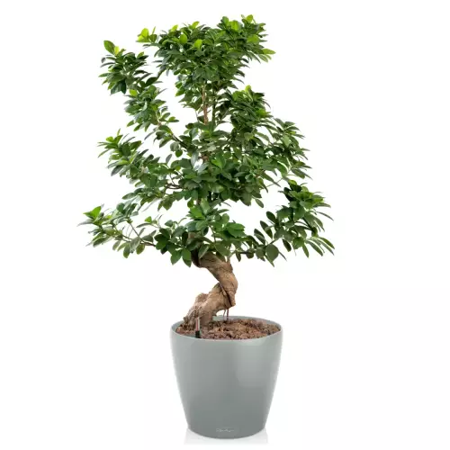 Jasnoszara doniczka CLASSICO Color 28/26