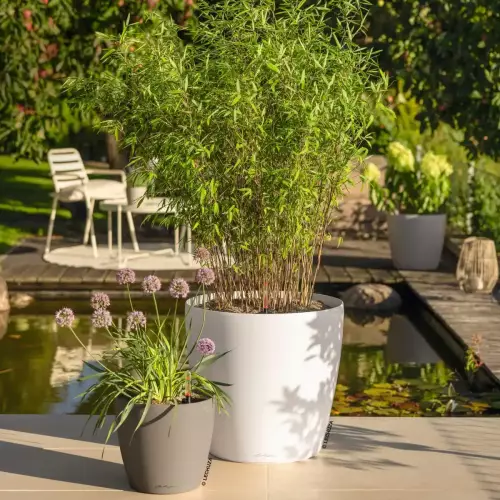 Biała donica Lechuza Classico Color 50 w ogrodzie